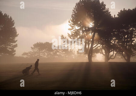 Vista laterale di uomo a camminare passato attraverso gli alberi di campo da golf al crepuscolo, tirando carrello da golf. crepuscolo mist sport golf silhouette Foto Stock