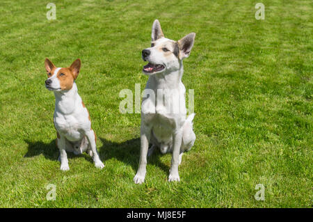 Coppia basenji il cane e il suo più giovane amico di razza cane guardando con attenzione fino mentre è seduto su un prato fresco Foto Stock