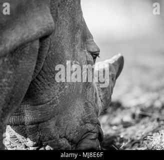 Primo piano bianco e nero dei rinoceronti bianchi meridionali (Ceratotherium simum) pascolo isolato all'aperto. Rhino faccia in dettaglio al parco safari del Regno Unito. Foto Stock