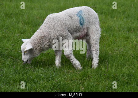 Agnello Foto Stock