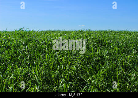 Campo di erba Foto Stock