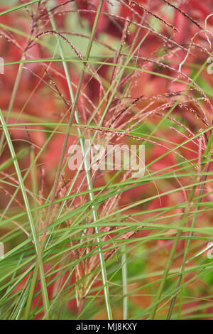 Colorato sfondo di erba Foto Stock