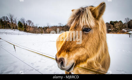 Un fiordo norvegese si erge nella neve di un campo di Wisconsin. Foto Stock