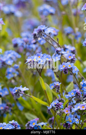 Blue fiori di primavera della biennale cottage di legno per giardino non ti scordar di me, Myosotis sylvatica Foto Stock