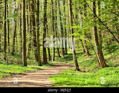 Percorso a piedi attraverso il parco verde sotto gli alberi di alto fusto in una giornata di sole. Il castello di Vlasim park. Foto Stock