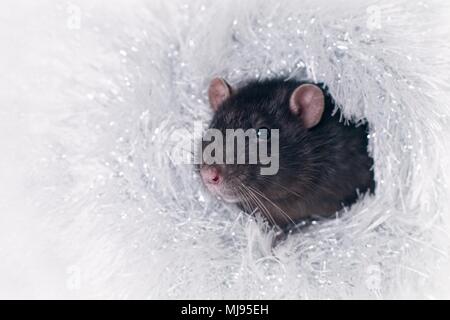 Simpatico roditore in una stola di argento di blocco lateralmente. Foto Stock