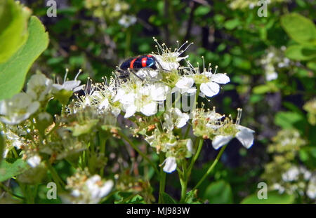 Immagine macro di un bellissimo maggiolino nero lucido con strisce rosse sul fiore bianco Foto Stock