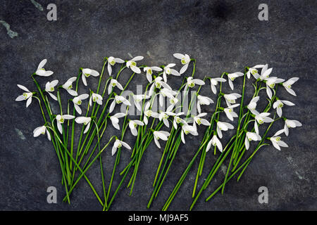 Snowdrops fiori (Galanthus nivalis) prelevato dal giardino e sparsi su terreni accidentati lastra di ardesia. Foto Stock