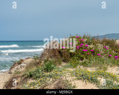 Piante che crescono nelle dune di sabbia sopra la spiaggia nel nord-ovest della Sardegna Foto Stock