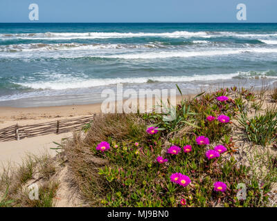 Piante che crescono nelle dune di sabbia sopra la spiaggia nel nord-ovest della Sardegna Foto Stock