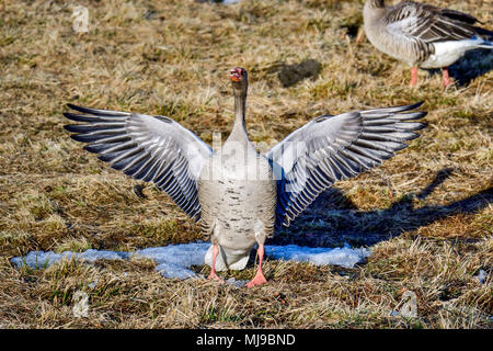 Oca Graylag mostrando a tutti che lui è pronto per le attività di primavera. Foto Stock