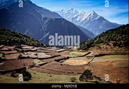 A Schiera campi di fattoria vicino a Namche Bazaar all ombra della Thamserku (6608 metri) nel Parco Nazionale di Sagarmatha, Nepal. Foto Stock