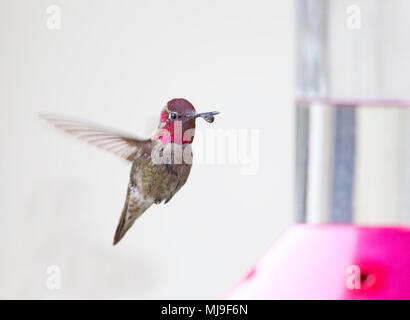 Anna's Hummingbird Foto Stock