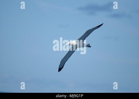 Gibsons girovagando Albatross, Auckland Isole Albatro errante. Diomedea gibsoni. Diomedea exulans gibsoni Diomedea antipodensis gibsoni Foto Stock