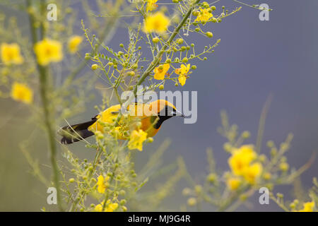 Con cappuccio Oriole Foto Stock