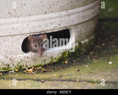 Una casa comune di scavenging del mouse per alimenti Foto Stock