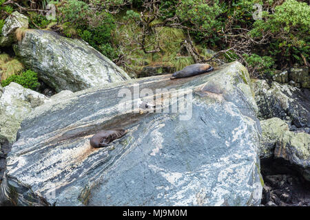 Milford Sound Nuova Zelanda Milford Sound crogiolarsi guarnizioni di tenuta sulla guarnizione rock in Milford Sound fiordo parco nazionale di Fiordland'Isola Sud della Nuova Zelanda nz Foto Stock