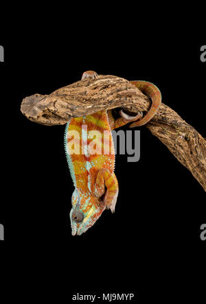 Bellissima chameleon in una impostazione di studio e lo sfondo Foto Stock