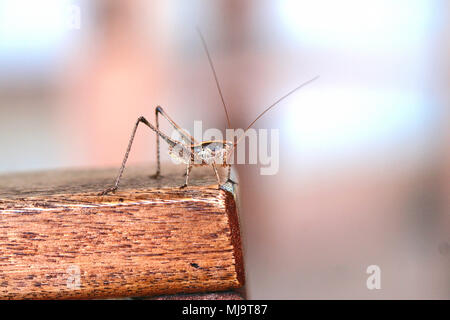 Dark bush cricket pholidoptera griseoaptera maschio a poggiare su un tavolo da giardino in estate in Italia a volte scambiato per un grasshopper Foto Stock