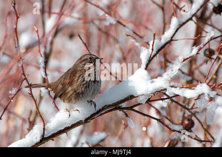 Dunnock (Prunella modularis ) si appollaia su una boccola ricoperta di neve Foto Stock