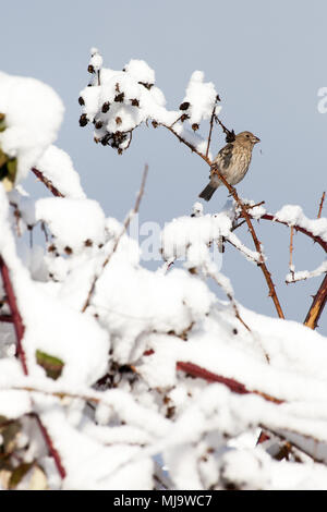 Piccolo passero mangiare i semi di una bussola coperto di neve durante l'inverno, nel Surrey Lago, British Columbia, Canada. Foto Stock