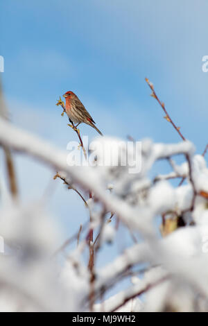 Maschio adulto House Finch (Haemorhous mexicanus) arroccato su una boccola ricoperta di neve nel mezzo dell'inverno, nel Surrey Lago, British Columbia, Canada. Foto Stock