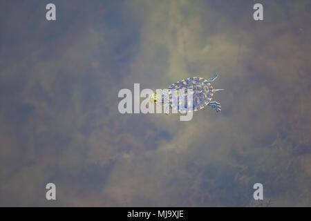 Rosso-eared slider turtle nuotare sulla superficie di un oscuro piscina. Foto Stock