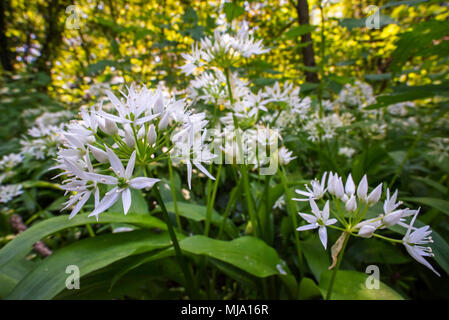 Ramsons / buckrams / aglio selvatico / di latifoglie aglio / legno l'aglio (Allium ursinum) in fiore nella foresta in primavera Foto Stock