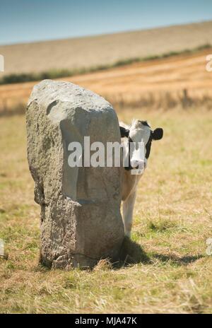 Farming ad Avebury Stone Circle, Wiltshire Foto Stock