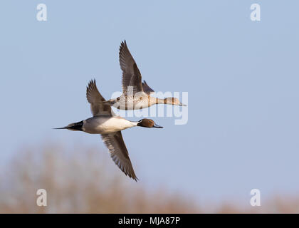 Coppia di UK Northern pintail anatre (Anas acuta) maschio e femmina insieme in volo sincronizzato, la voce a destra. Flying British anatre in blu cielo d'inverno. Foto Stock