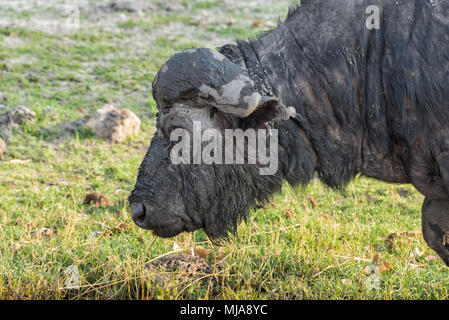 Old Cape buffalo (Syncerus caffer) con un corno rotto coperto di fango lambisce sulla banca del fiume Chobe nel Chobe National Park, il Botswana. Foto Stock