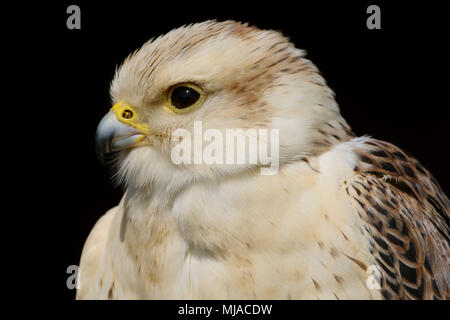 Ritratto di testa di un saker falcon (falco cherrug) su sfondo nero Foto Stock