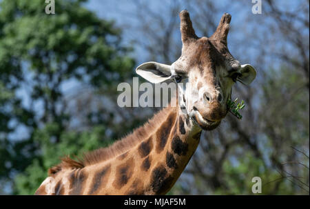 La giraffa masticare su un ramoscello Foto Stock