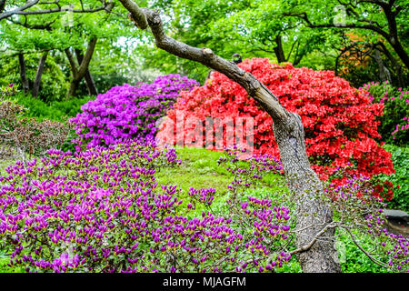 Praga giardino botanico Praga Troja giapponese giardino Repubblica Ceca botanická zahrada Foto Stock