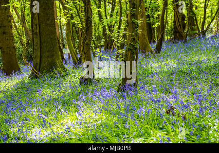 Un tappeto di bluebells in un inglese un paesaggio boschivo Foto Stock