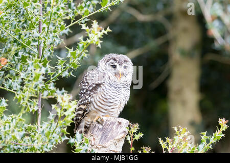 Chaco allocco (Strix chacoensis) arroccato su un ceppo di albero da un holly bush Foto Stock