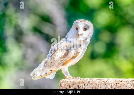 Un ritratto di una bella salvato feriti barbagianni presso il Centro internazionale per gli uccelli da preda Newent Gloucestershire Foto Stock