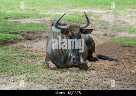 Un toro crouch sul prato Foto Stock