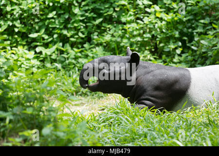 Il tapiro nella foresta Foto Stock