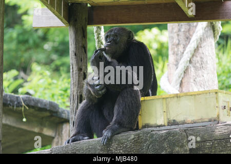 Una scimmia sta pensando a qualcosa di Foto Stock