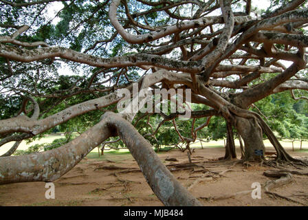 Peradeniya Giardini Botanici, Kandy, Sri Lanka che mostra il bambù con gaffiti intagliato e il gigante Iavan fig tree Foto Stock