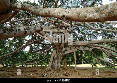 Peradeniya Giardini Botanici, Kandy, Sri Lanka che mostra il bambù con gaffiti intagliato e il gigante Iavan fig tree Foto Stock