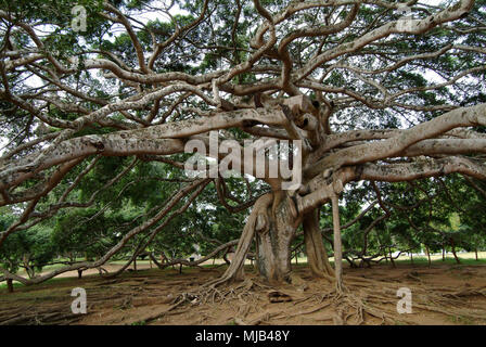 Peradeniya Giardini Botanici, Kandy, Sri Lanka che mostra il bambù con gaffiti intagliato e il gigante Iavan fig tree Foto Stock