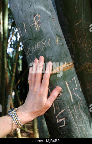 Peradeniya Giardini Botanici, Kandy, Sri Lanka che mostra il bambù con gaffiti intagliato e il gigante Iavan fig tree Foto Stock