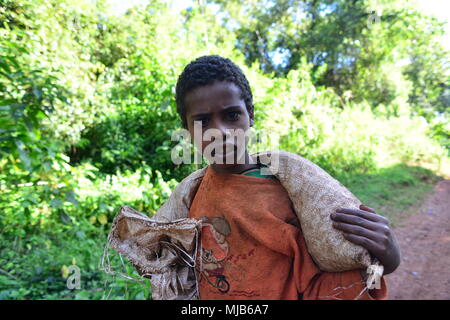 Un giovane raccoglitrice di caffè, portando la sua borsa con ciliegie di caffè al caffè Nefas farm, vicino Shakiso, Etiopia Foto Stock