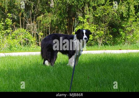 Un Border Collie cane al guinzaglio in piedi su un prato di fronte ad una strada e alcuni boschi Foto Stock