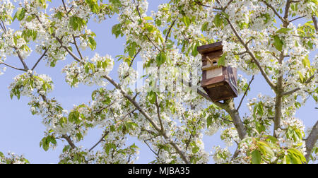 Blossoming cherry tree with a birdhouse in front of a blue sky Foto Stock