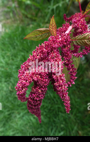 Amaranthus tricolore di semi o noto come Amaranto Rosso Foto Stock