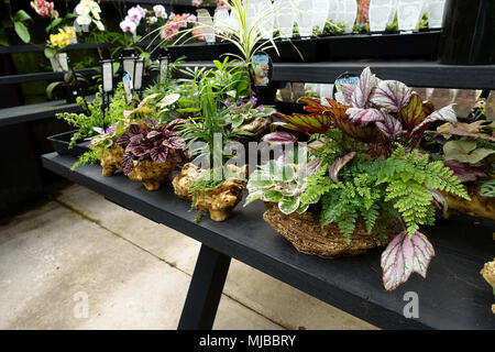Selezioni di piante da interni in vasi decorativi Foto Stock