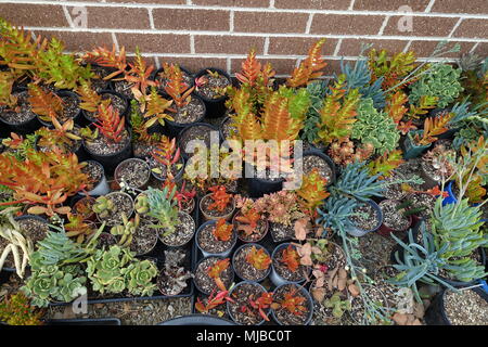 Misto di diverse varietà di piante succulente talee Foto Stock